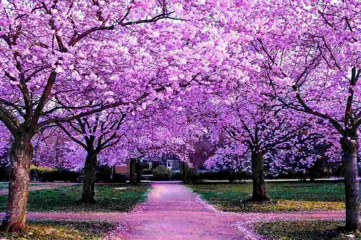 Best Flowering Trees 20 Foot Tall: Top Picks for Stunning Landscape ...