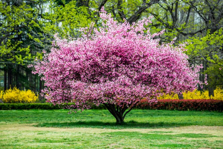 pink flowering trees in florida