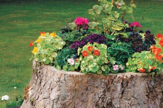 what to do with a tree stump