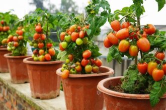 How to Grow Tomatoes in Pots