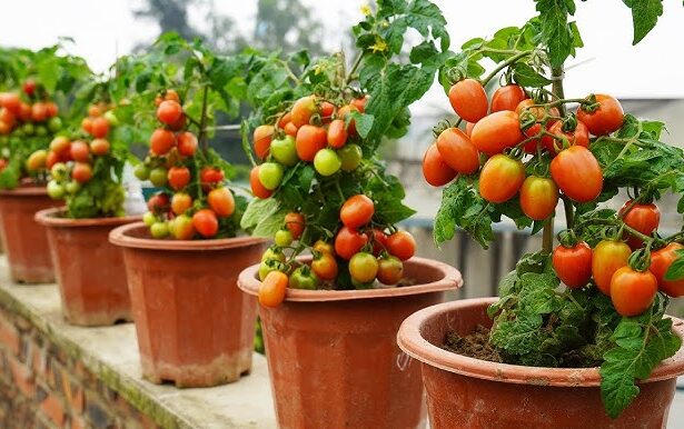 How to Grow Tomatoes in Pots